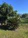 Villa in vendita con giardino a Massa - viali - 03