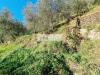 Terreno Agricolo in vendita a Camaiore in via sandro pertini - 02, Foto 2
