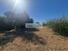 Terreno Agricolo in vendita a Camaiore in via bucine est - 04, Foto 4