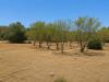 Terreno Agricolo in vendita nuovo a Ostuni in contrada san benedetto - 03, 9E422B90-4134-4098-A1BB-F85A397CA537