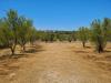 Terreno Agricolo in vendita nuovo a Ostuni in contrada san benedetto - 04, 4D06D40A-6F3C-4148-AF8E-8D3BD2A97951