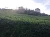 Terreno Agricolo in vendita a Controguerra - lungomare - 03, WhatsApp Image 2024-05-13 at 11.19.20 (3).jpeg