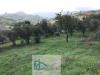 Terreno Agricolo in vendita a Cautano in via cupetelle - 06, Foto 6