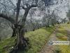 Terreno Agricolo in vendita a Buti in via sant'agata - 02, Foto 2