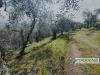 Terreno Agricolo in vendita a Buti in via sant'agata - 03, Foto 3