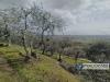 Terreno Agricolo in vendita a Buti in via sant'agata - 04, Foto 4