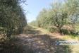 Terreno Agricolo in vendita a Calcinaia in strada comunale della rotina - 10, Foto 10
