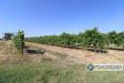 Terreno Agricolo in vendita a Calcinaia in strada comunale della rotina - 03, Foto 3