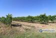 Terreno Agricolo in vendita a Calcinaia in strada comunale della rotina - 04, Foto 4