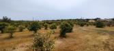 Terreno Agricolo in vendita a Noto in contrada falconara - lido di - 06, IMG_20220428_162715.jpg