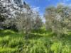 Terreno Agricolo in vendita a Cecina in via pasubio 33 - 06, IMG_3885.jpg