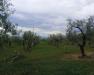 Rustico in vendita a San Giovanni Rotondo - 03, Foto 3