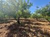 Terreno Agricolo in vendita a Partinico in contrada san giuseppe - 03, Foto 3