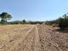 Terreno Agricolo in vendita a Partinico in contrada bellacera - 04, Foto 4