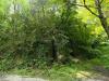 Terreno Agricolo in vendita a Acquasanta Terme in frazione tallacano n - 03, Foto 3