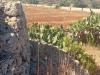 Terreno Agricolo in vendita a Alliste - 10, Foto 10