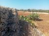 Terreno Agricolo in vendita a Alliste - 08, Foto 8