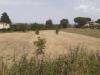 Terreno Agricolo in vendita a Viterbo - 05, Foto 5