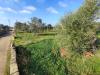 Terreno Agricolo in vendita a Tuglie in tuglie - 04, Foto 4