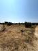 Terreno Agricolo in vendita a Sannicola in via per sannicola - 08, Foto 8