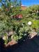 Villa in affitto con giardino a Roma in via della lucchina 106 - 02, vista
