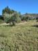 Terreno Agricolo in vendita a Castel Madama - 08, Foto 8