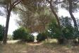 Rustico in vendita a Ardea in via nazzareno strampelli - 02, Giardino