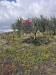 Terreno Agricolo in vendita a Trecastagni in via carpene 33 - 03, Foto 3