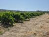 Terreno Agricolo in vendita a Quartu Sant'Elena in via is ammostus - 03, Foto 3