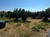 Terreno Agricolo in vendita a Tortoreto in contrada muracche - 03, Foto 3
