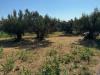 Terreno Agricolo in vendita a Tortoreto in contrada muracche - 05, Foto 5