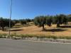 Terreno Agricolo in vendita a Tortoreto in contrada muracche - 06, Foto 6