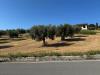Terreno Agricolo in vendita a Tortoreto in contrada muracche - 09, Foto 9
