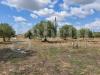 Terreno Agricolo in vendita a Chiaramonte Gulfi - 02, exec-232972bd-c4f7-4b9a-b850-2c4fd6be2bc4.png