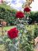 Appartamento in vendita con giardino a Cerveteri in via chirieletti 20 - 02, Foto 2