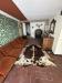 Casa indipendente in vendita con terrazzo a Calci - castelmaggiore - 03