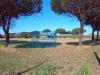Terreno Agricolo in vendita a Nettuno in via silvio spaventa 121 - 03, Foto 3