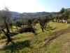 Terreno Edificabile in vendita a Massarosa - bargecchia - 02