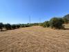 Terreno Agricolo in vendita a Santo Stefano di Magra - 02, Campo sfalciato tra gli ulivi
