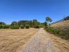 Terreno Agricolo in vendita a Santo Stefano di Magra - 03, Erba appena falciata tra gli ulivi