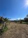 Terreno Agricolo in vendita a Scalea - 03, WhatsApp Image 2026-03-25 at 12.13.01 (1).jpeg