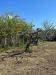 Terreno Agricolo in vendita a Scalea - 04, WhatsApp Image 2026-03-25 at 12.13.01 (2).jpeg