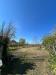 Terreno Agricolo in vendita a Scalea - 05, WhatsApp Image 2026-03-25 at 12.13.01 (3).jpeg