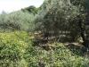Terreno Agricolo in vendita a Soriano nel Cimino - 04, Foto