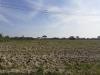 Terreno Agricolo in vendita a Cascina - san lorenzo a pagnatico - 02