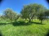 Terreno Agricolo in vendita a Pisa - putignano no - 04