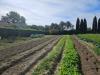 Casa indipendente in vendita con giardino a Cascina - navacchio - 03