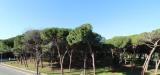 Appartamento bilocale in vendita nuovo a Follonica - 06, Follonica pineta.jpg