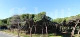 Appartamento bilocale in vendita ristrutturato a Follonica - 10, Follonica pineta.jpg