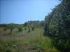 Terreno Agricolo in vendita a Colonnella in contrada san giovanni - 04, Foto 4